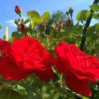 Совершенство роз ласкает взгляд :: Ольга Довженко Совершенство роз ласкает взгляд :: Ольга Довженко