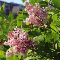 Июнь...Цветет в городе сирень! :: Владимир Июнь...Цветет в городе сирень! :: Владимир