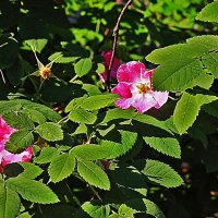 Июнь,..Доцветает городской шиповник! :: Владимир 