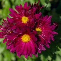 Хризантемы :: Игорь Сикорский