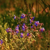 Цветение. :: Николай Феофанов