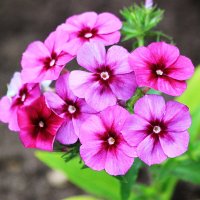 Цветы на даче :: Александр Щеклеин