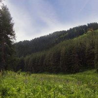 Леса полоса :: LudMila 