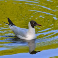 Озёрная чайка :: Константин Анисимов