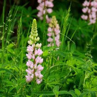 Июньское настроение... :: Нэля Лысенко Июньское настроение... :: Нэля Лысенко