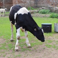 Московская область. Николо-Угрешский монастырь. :: Наташа ***** Московская область. Николо-Угрешский монастырь. :: Наташа *****