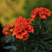 Любят  тепло и похожи  на  « искры».. :: Татьян@ Ивановна