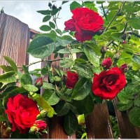 В палисаднике. :: Валерия Комова В палисаднике. :: Валерия Комова