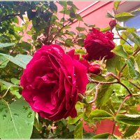 Красотка. :: Валерия Комова