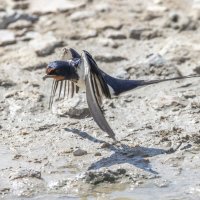 ласточкка :: юрий макаров