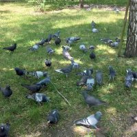 Причий завтрак :: Svetlana 