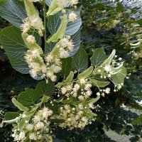 *** :: Валентина Береснева