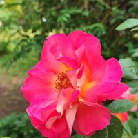 ,,, :: Сергей Тимоновский