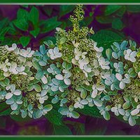 Цветение :: Владимир Кроливец Цветение :: Владимир Кроливец