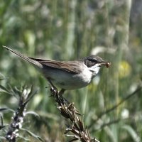 Серая славка :: Зоя Мишина