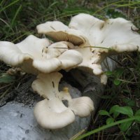 Вешенка :: Anna Ivanova