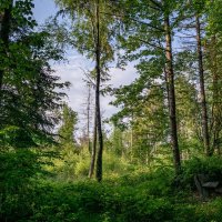 По лесопарку... :: Николай Гирш