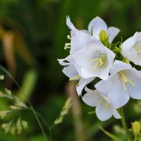 Кампанулка белоснежная :: Светлана 