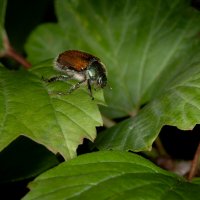 * :: Nikolai 888 * :: Nikolai 888