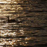 Семейство уток на закате. :: Вадим Басов