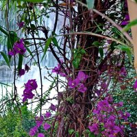 Тропики в Москве :: Александр Чеботарь