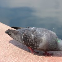 Лето. :: Венера Чуйкова