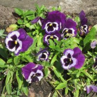 Анютины глазки :: Дмитрий Никитин Анютины глазки :: Дмитрий Никитин