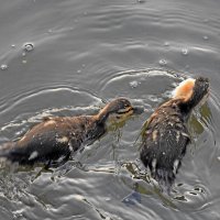 Не жадничай! :: Валентина  Нефёдова 