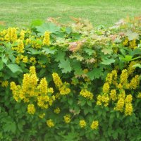 Жёлто-зелёное лето :: Дмитрий Никитин