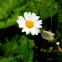 Бабочка, мушка и ромашка. :: Лия ☼ Бабочка, мушка и ромашка. :: Лия ☼