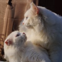 Игра :: Сергей Ц