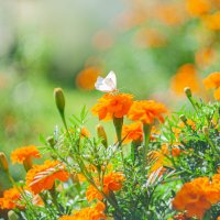 Сказки леса :: Александр Филатов