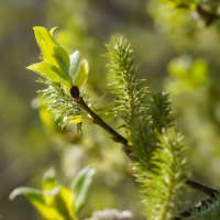 Весеннее... :: Владимир Жданов