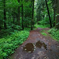 Не самая солнечная часть июня :: Андрей Лукьянов Не самая солнечная часть июня :: Андрей Лукьянов