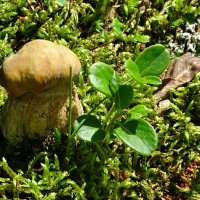 Первый белый гриб в этом сезоне. :: Милешкин Владимир Алексеевич Первый белый гриб в этом сезоне. :: Милешкин Владимир Алексеевич