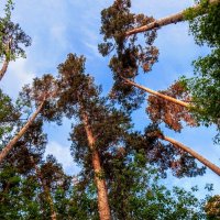 Где сОсны рвутся в Небо! :: Елена Хайдукова  ( Elena Fly )