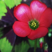 Кислица зацвела :: Людмила Смородинская