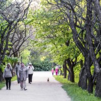 Кленовая аллея в ботаническом саду :: Валентин Семчишин