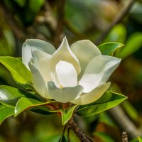 Магнолия :: Игорь Сикорский Магнолия :: Игорь Сикорский