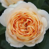 АРОМАТНАЯ ЧАЙНАЯ РОЗА :: Валентина 