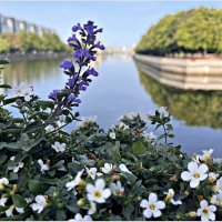 Синий цветок. :: Валерия Комова