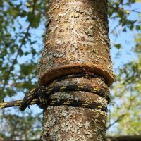 веревка :: Сергей Лындин