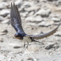 ласточка деревенская :: юрий макаров