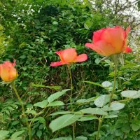 ,,, :: Сергей Тимоновский