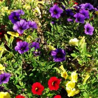 Разноцветная петуния. :: Liudmila LLF Разноцветная петуния. :: Liudmila LLF