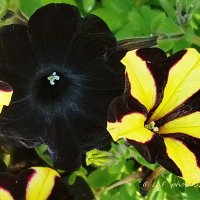 Петуния :: Liudmila LLF Петуния :: Liudmila LLF