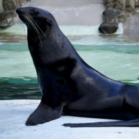 Мой зоопарк - В дозор :: Владимир Максимов Мой зоопарк - В дозор :: Владимир Максимов