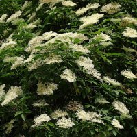 Цветет Бузина чёрная :: Рита Симонова