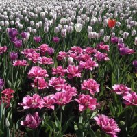 Тюльпановое поле :: Анна Камс