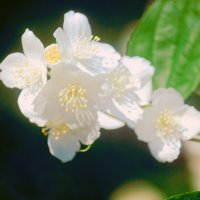 Цветок Жасмина :: Сергей Кочнев